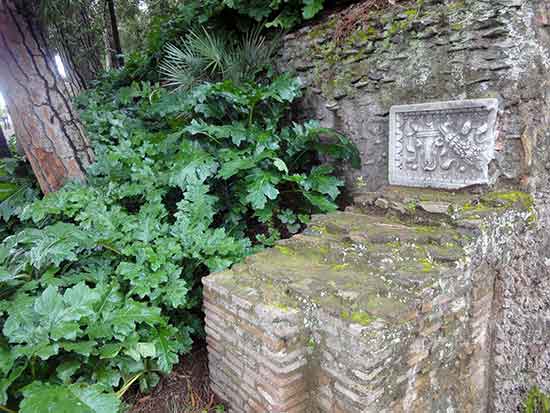 acanthus in antique rome